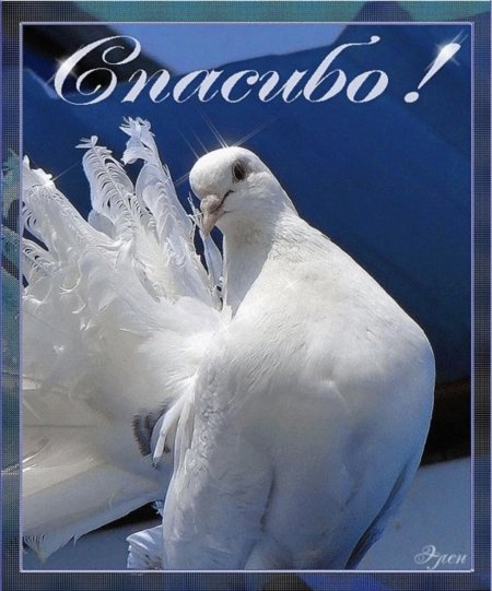 Открытка с голубем