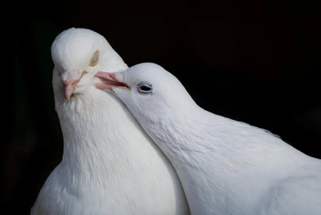 Голубка белая