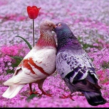 Голуби любви