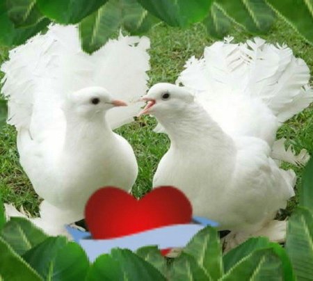 Голуби свадебные