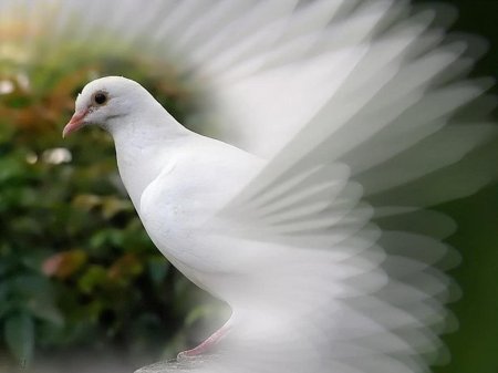 Палома белая голубка
