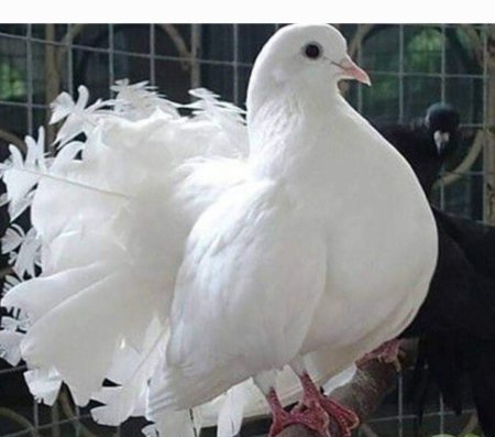 Породы голубей павлиний