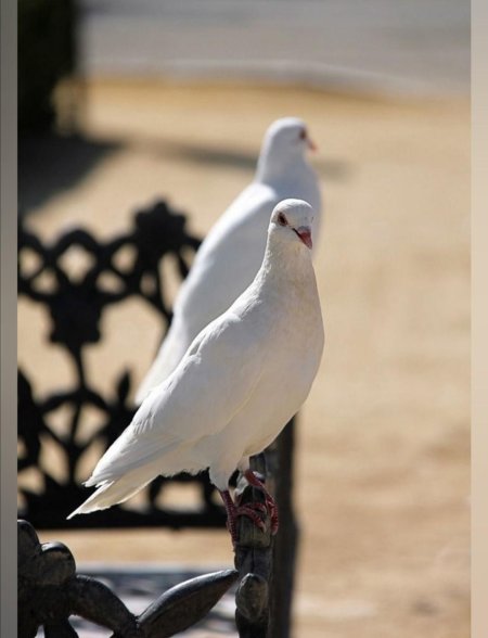 Горлица белая