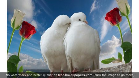 Нежность голуби