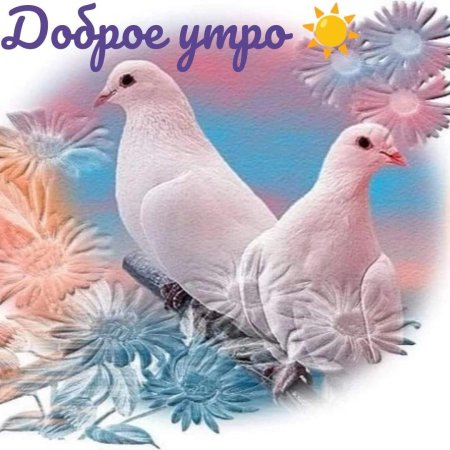 Доброе утро с голубями