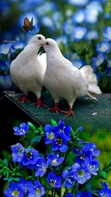 Красивая птица