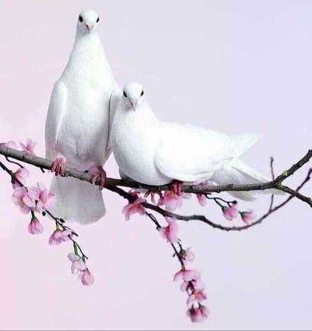 Картина голубь