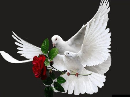 Белые голуби