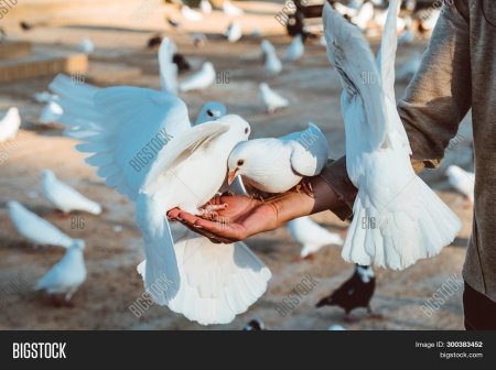 Белый голубь в руках