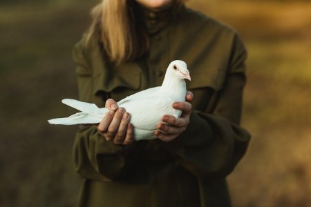 Белый голубь в руках