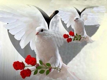 Белая голубь