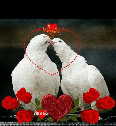 Влюбленные голуби