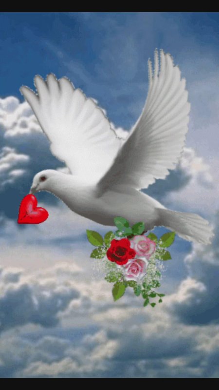 Голубь с розой в клюве