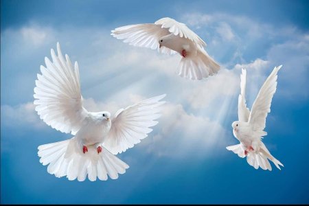 Голуби в небе