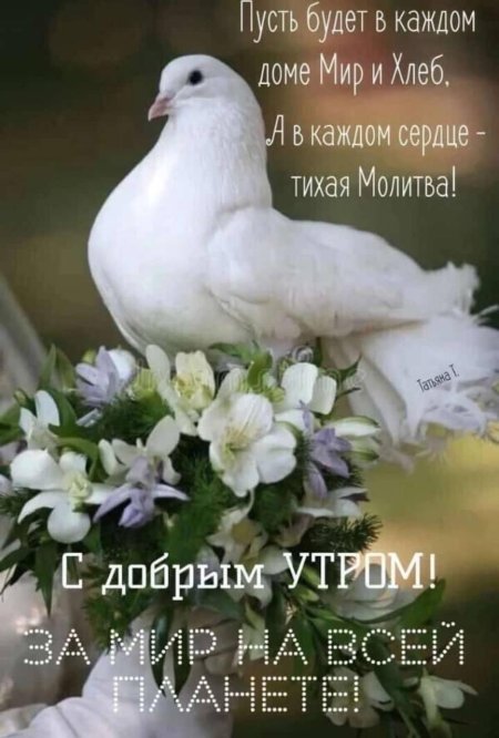 Белая голубь