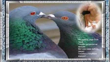 Тише люди ради бога голуби целуются на крыше