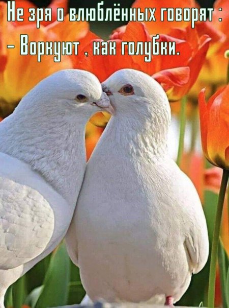 Красивые голуби