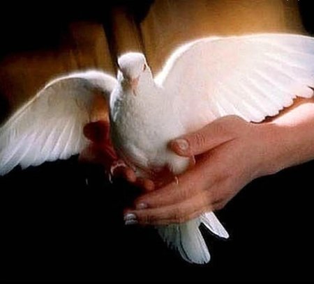 Белый голубь в руках