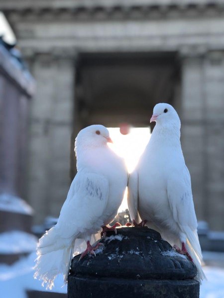 Голуби анатолийская чайка