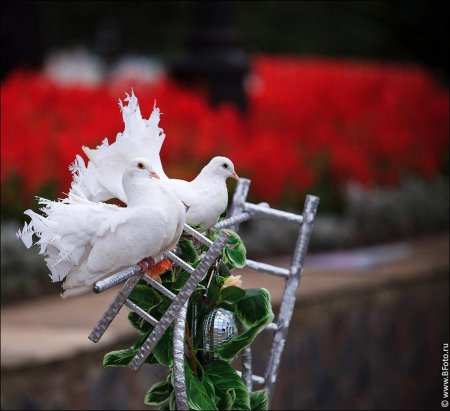 Королевский павлин голубь