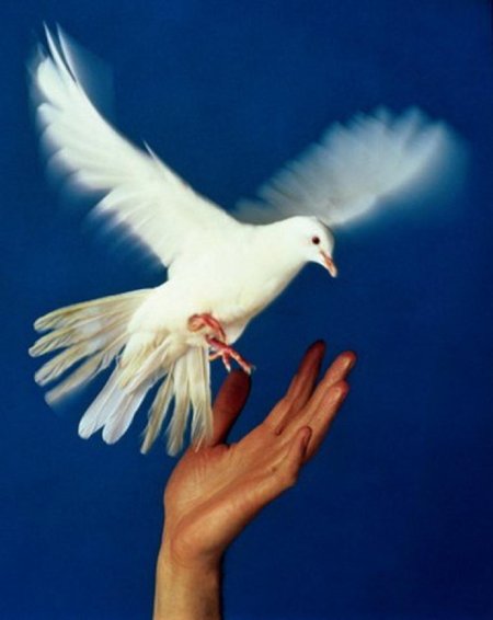 Голуби мира