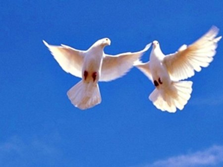 Белые голуби в небе