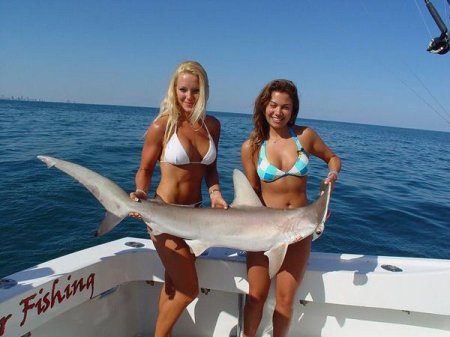 Fishing for sharks