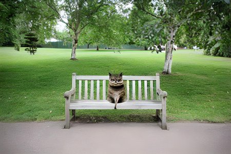 Котик на скамейке