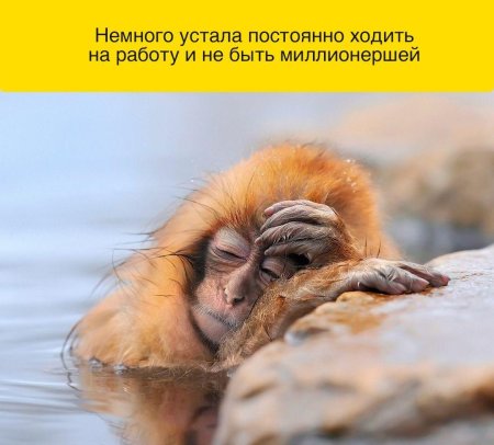 Уставшая обезьяна