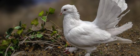 Волжский ленточный статный голубь