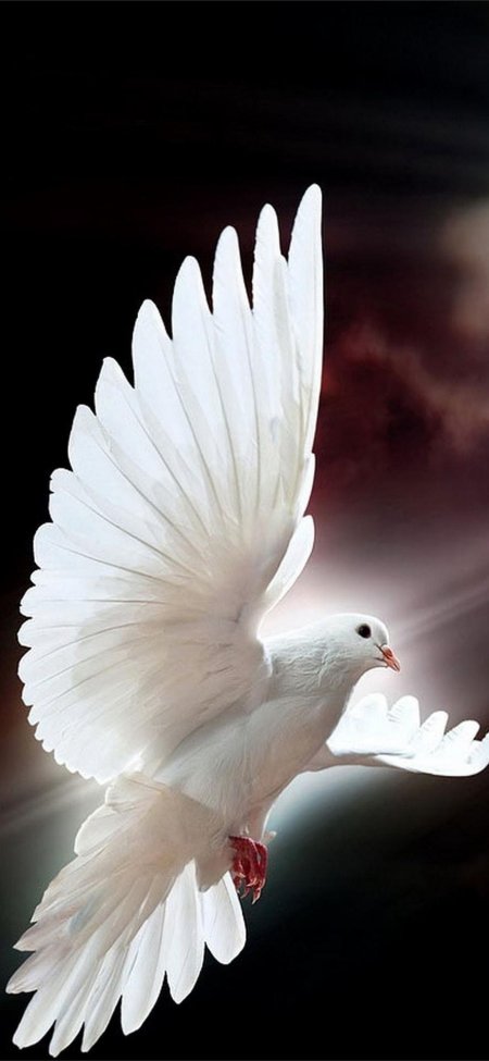 Голубь святой дух