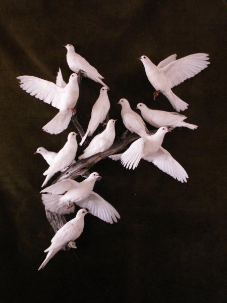 Голуби стая