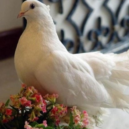 Королевский белый голубь