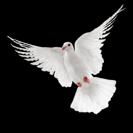 Белый голубь в полете