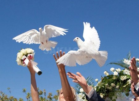 Белые голуби