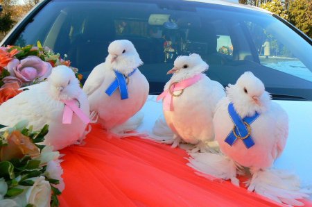 Голуби свадебные