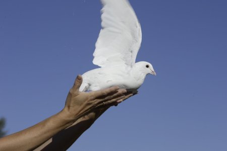 Белые голуби