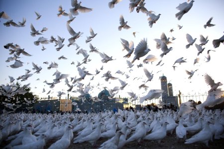 Голуби стая