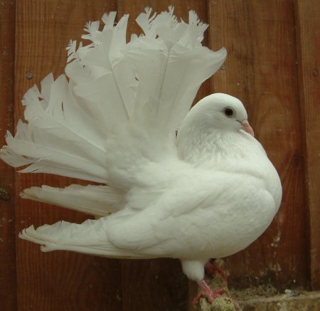 Породы голубей павлиний