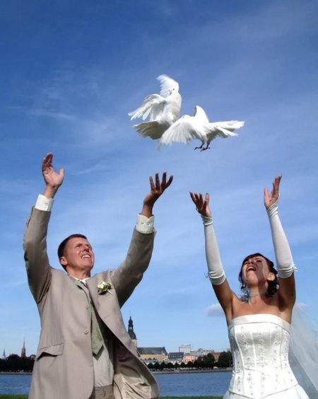 Голуби на свадьбе