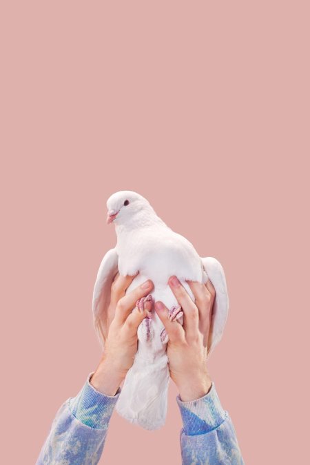 Белый голубь в руках