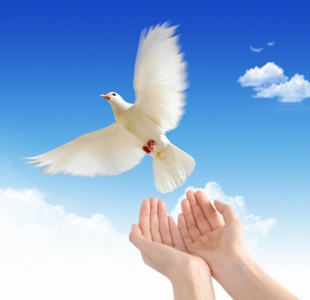 Голубь мира в руках