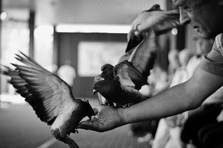 Голуби птицы