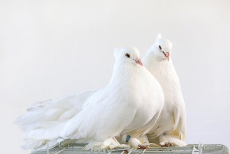 Голуби красивые
