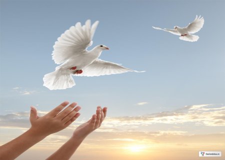 Белые голуби в небе