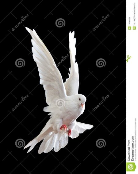 Белый голубь на черном фоне