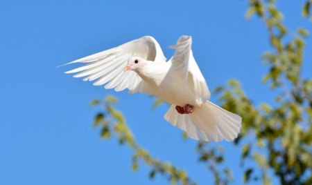 Белая голубь