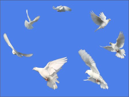 Голуби в полете