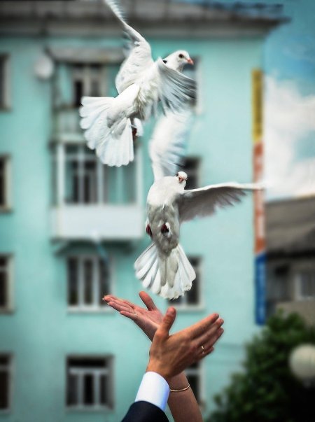 Белая голубь