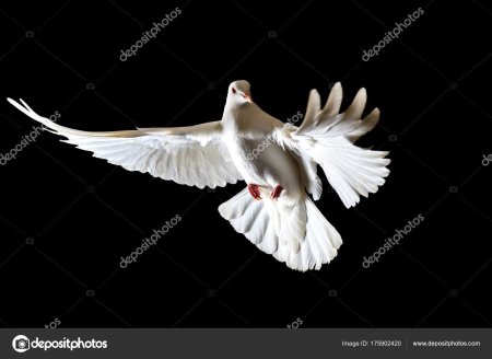 Белый голубь на черном фоне